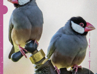 The Birds of Kapolei